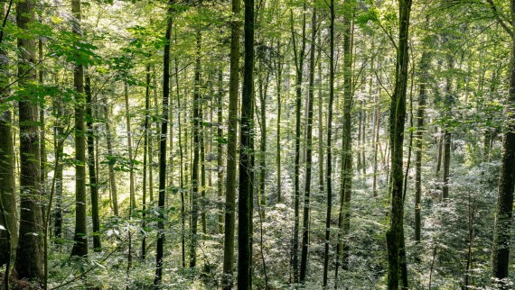 Reiniging met water - hoe Geberit AquaClean helpt hout te besparen