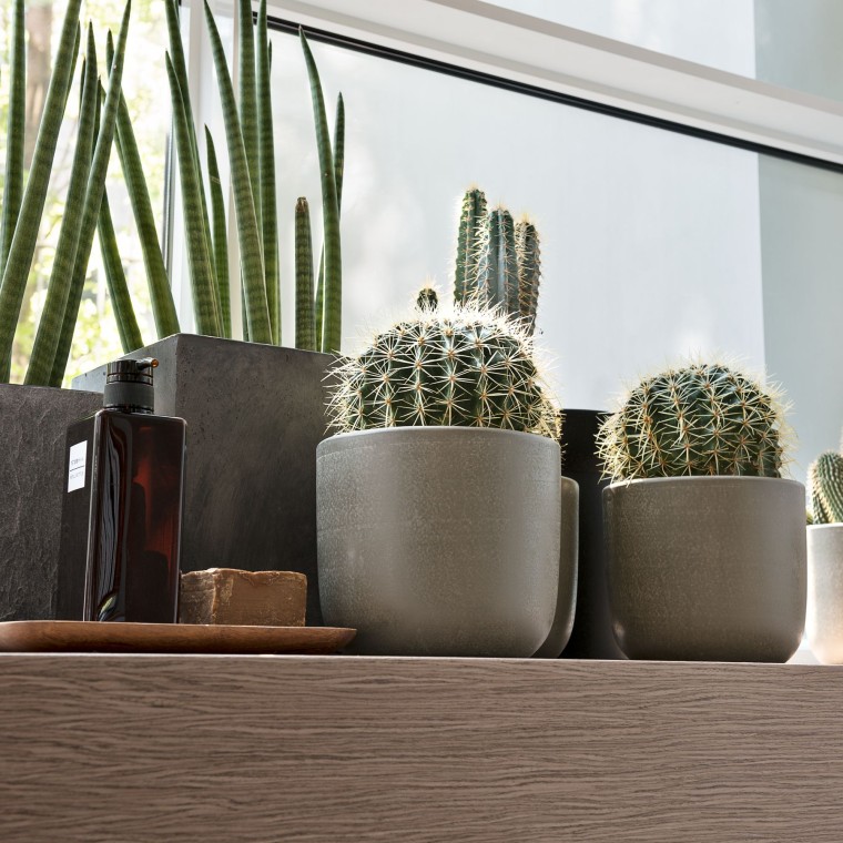 Différentes plantes sont placées sur un rebord de fenêtre Différentes plantes sont placées sur un rebord de fenêtre