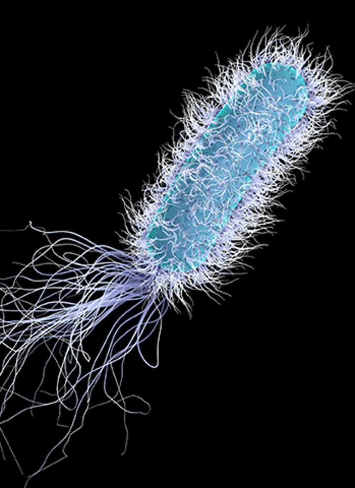 La légionelle sous le microscope