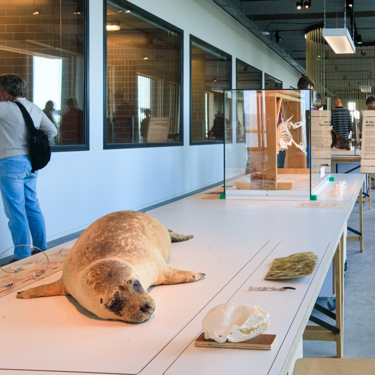 Wist je dat de zeehond het grootste roofdier van Nederland is? (© Tjeerd Visser) Wist je dat de zeehond het grootste roofdier van Nederland is? (© Tjeerd Visser)