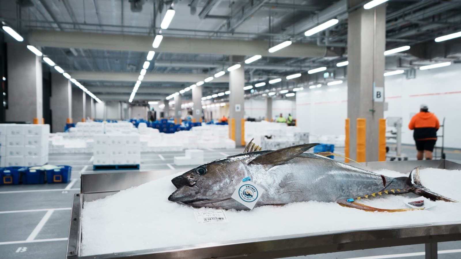 In de New Sydney Fish Market wordt dagelijks 50 tot 60 ton vis en zeevruchten verwerkt en verkocht (© Grainger Films) In de New Sydney Fish Market wordt dagelijks 50 tot 60 ton vis en zeevruchten verwerkt en verkocht (© Grainger Films)